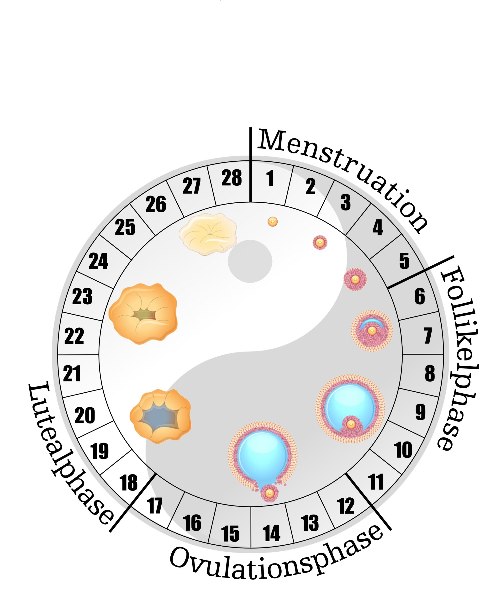 Kreis yin-yang-28Tage-Zyklus_Petersen Grafik weiblicher Zyklus mit Yin-Yang-Symbol