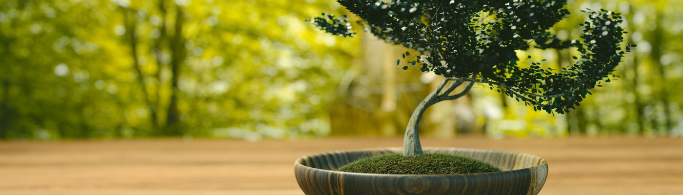 slider-bonsai